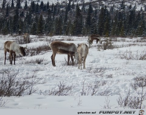 Herd of cariboo and alaska pipeline in April 2013