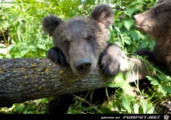 Bär 5 Bär 5