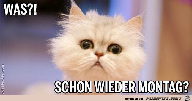 was schon wieder Montag was schon wieder Montag