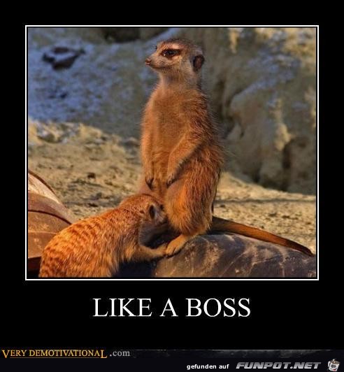 Like a Boss Like a Boss