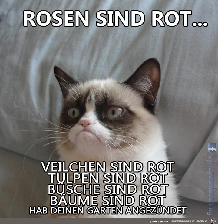Rot Rot