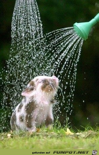 dusche dusche