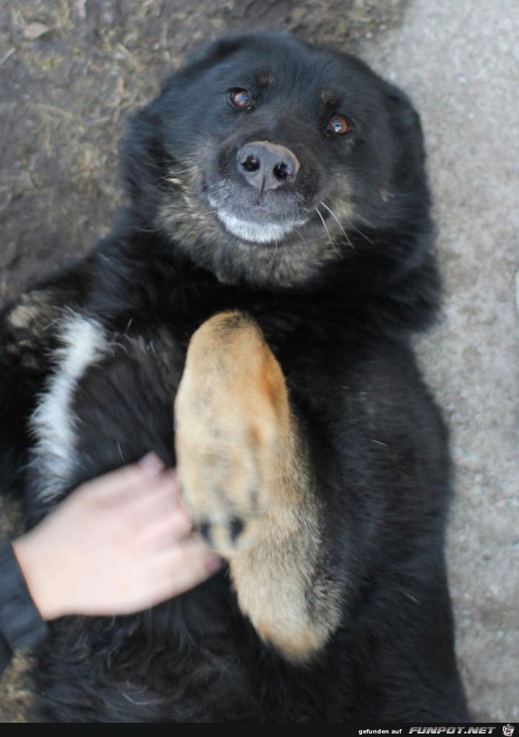 Lachende Hundegesichter 13