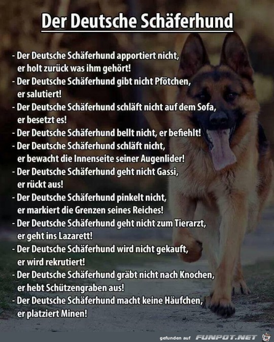 der-deutsche-schaeferhund