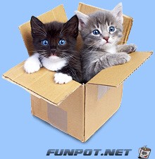 kittens in small1 kittens in small1