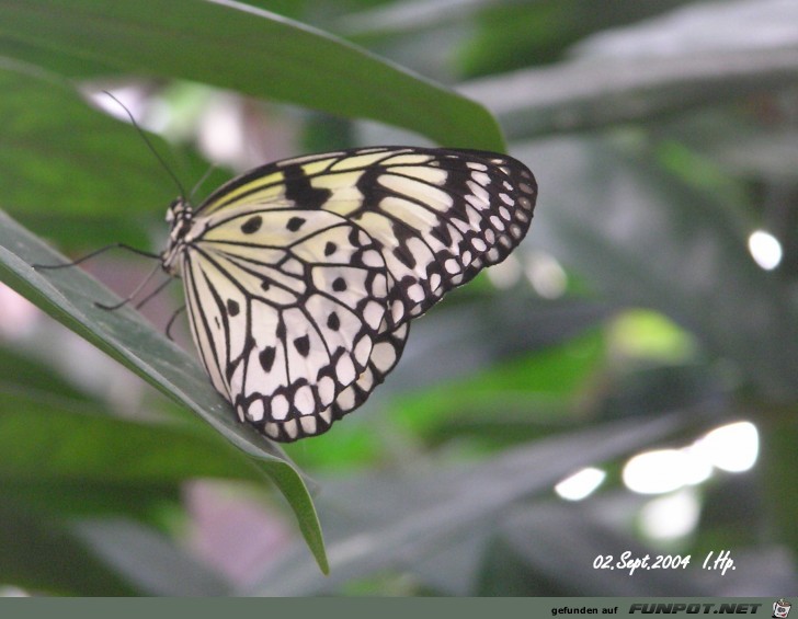 Schmetterling 2 Schmetterling 2