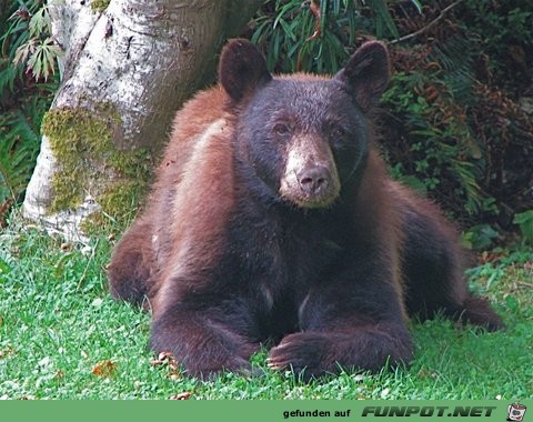 Bren, die in meinen Garten kommen in North...