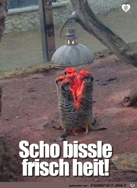 frisch heit