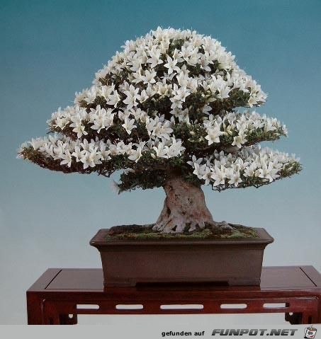 Blhende Bonsai-Bume...