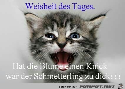 Weisheit des Tages