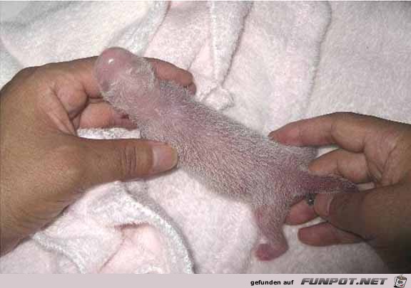 image004 image004