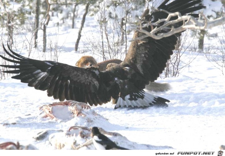 UNBELIEVABLE PICTURES FROM A SITE IN MONTANA TAKEN BY...