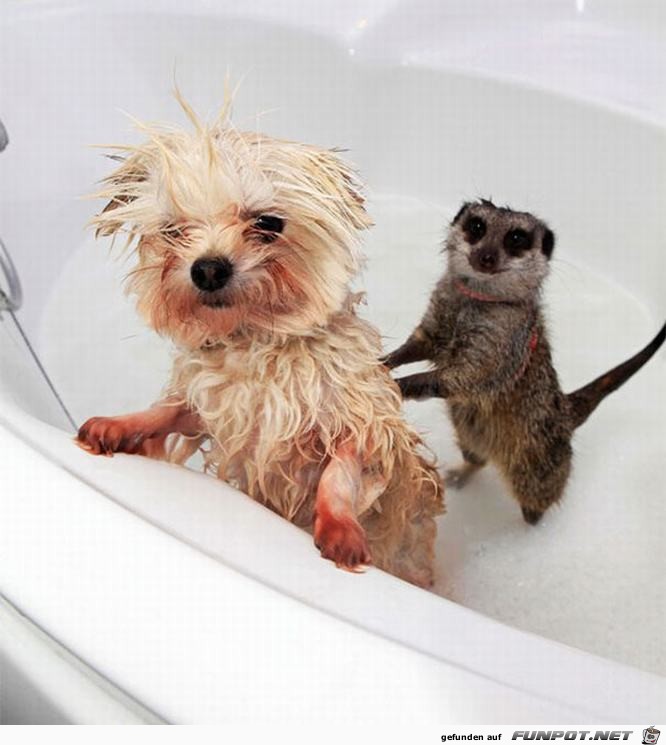 Tiere beim Baden! Sind die nicht klasse?