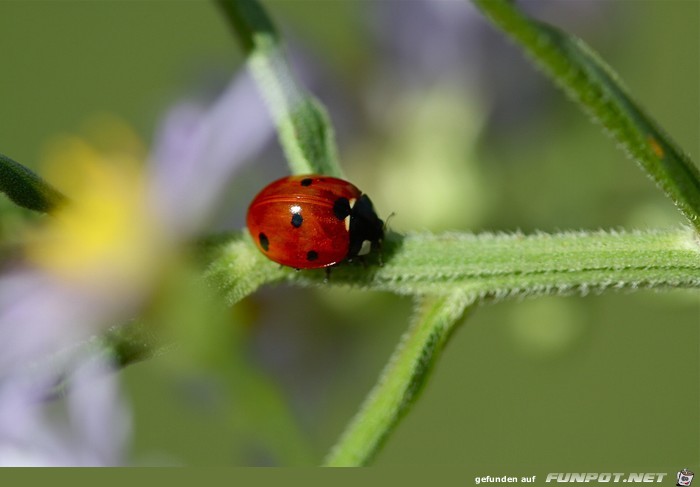 Wow-Bilder! Anschauen und genieen!