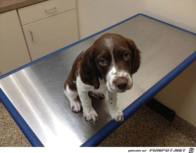 7 funny-scared-animals-vet-table-sad-face