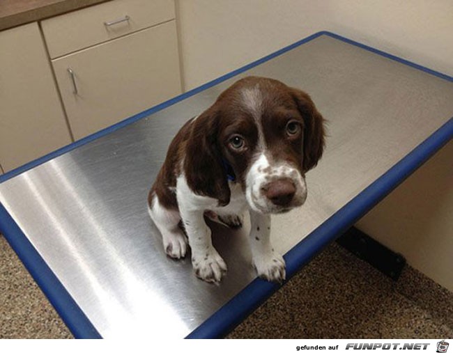 7 funny-scared-animals-vet-table-sad-face 7 funny-scared-animals-vet-table-sad-face