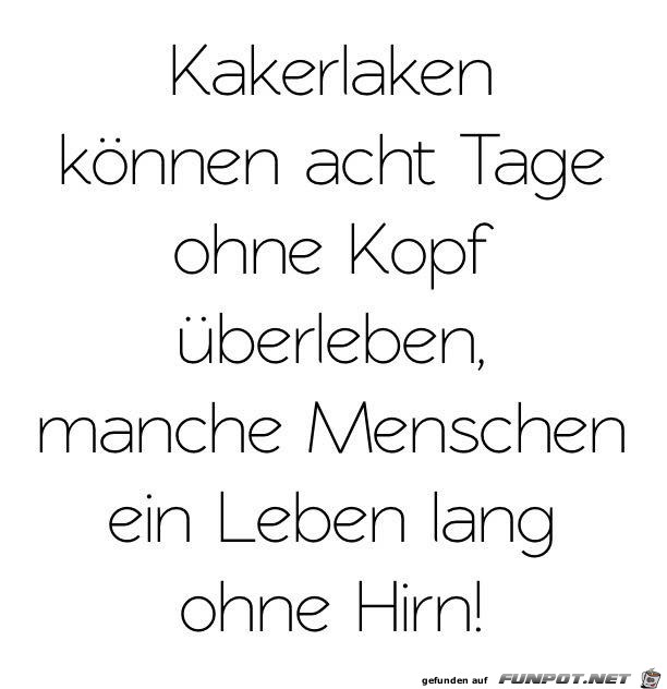 Kakerlaken01 Kakerlaken01