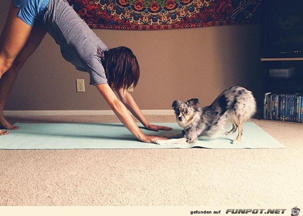 Die besten tierischen Yoga-Lehrer und ihre Stellungen!