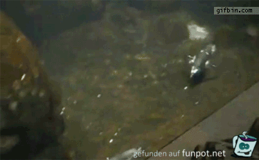 Pinguine koennen wohl auch unter Wasser riechen