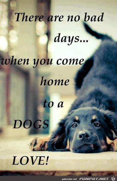 Dogs 9 Dogs 9