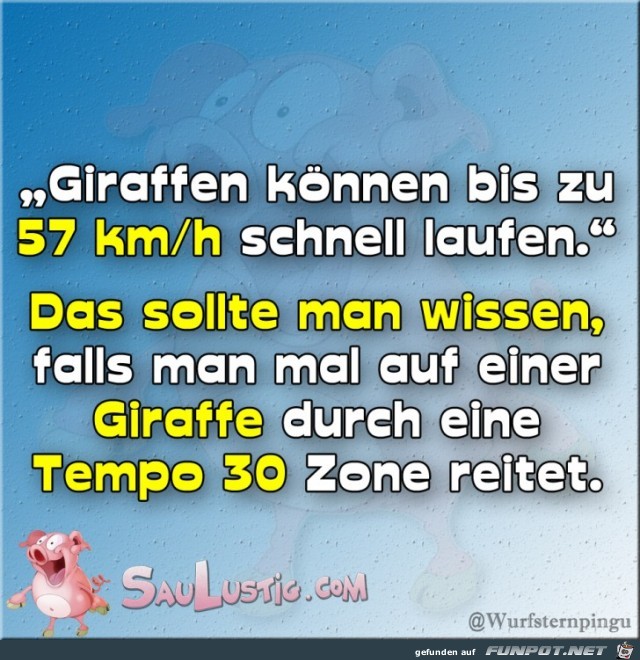 Giraffen-sind-schnell