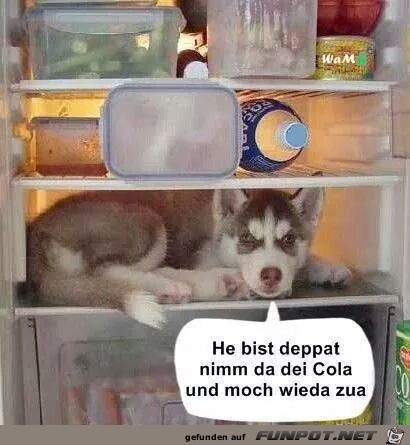 Bist deppert Bist deppert