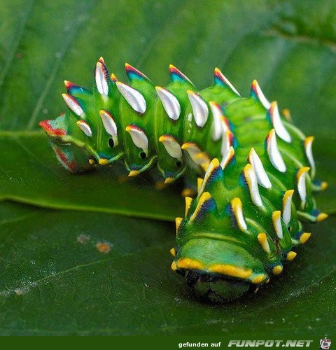 Welt der Insekten