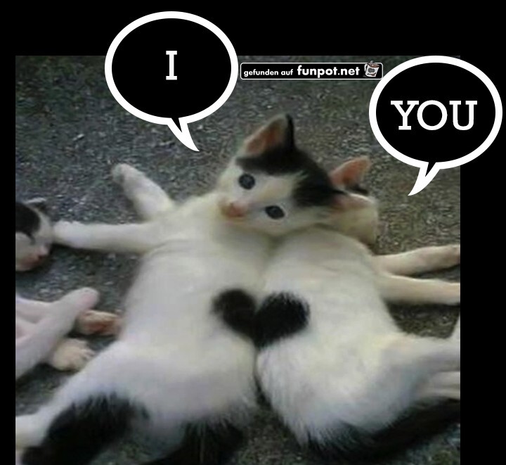 herzige Tierbilder herzige Tierbilder