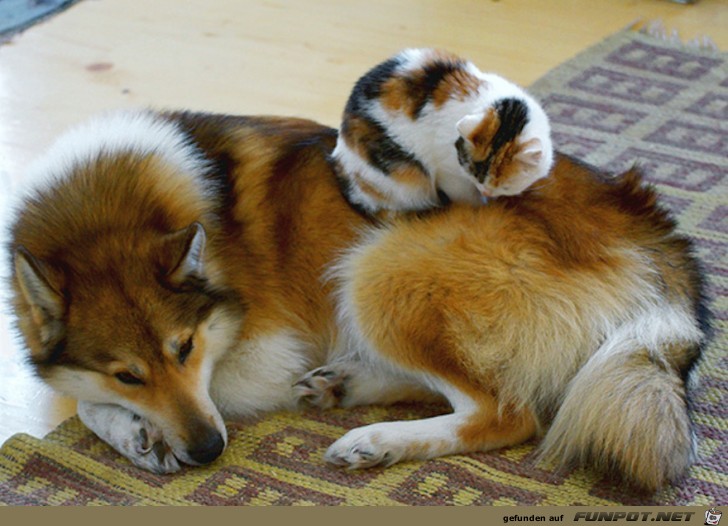 Hunde und Katzen - Tolle Freundschaft!