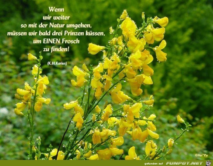 Frosch Frosch