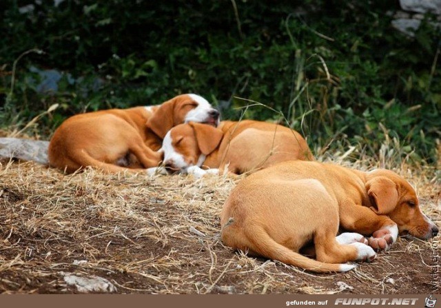 wirklich herzige Hundebabys!