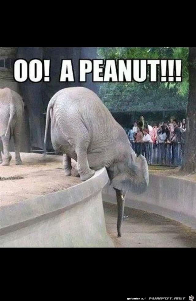 peannut9 peannut9