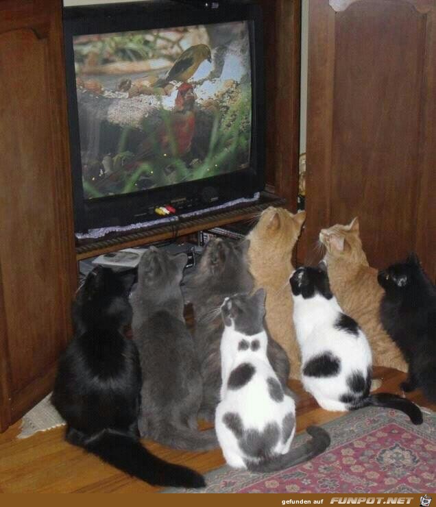 katzenFernsehen02