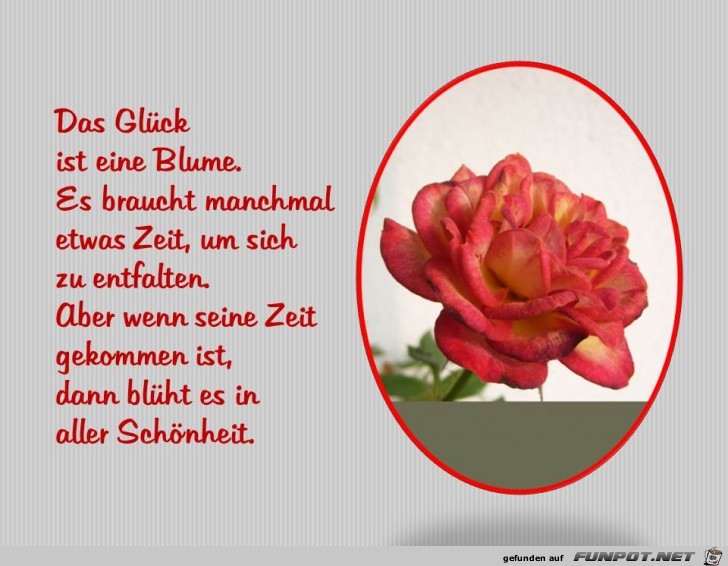 Das Glueck ist eine Blume Das Glueck ist eine Blume