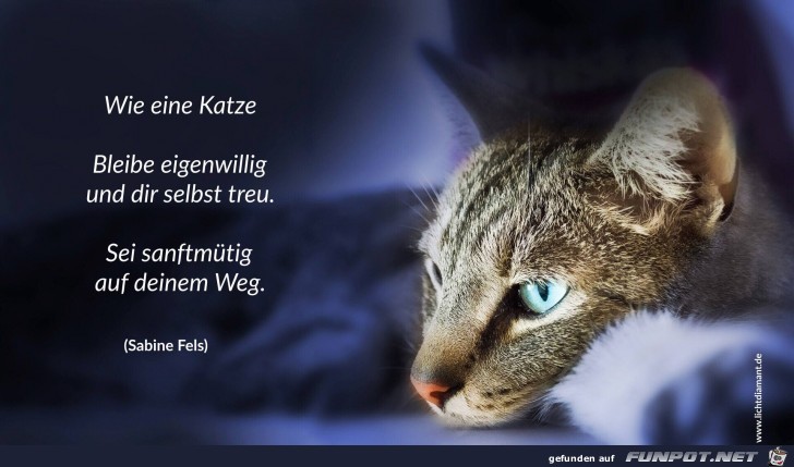 Katze