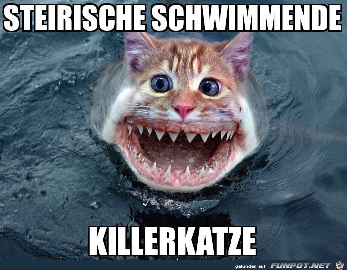 Killerkatze