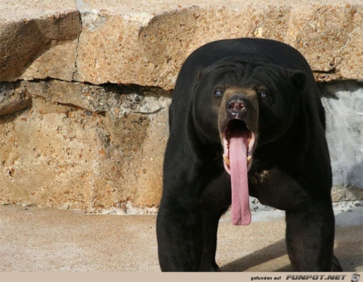 Lustige Tiere mit ueberraschtem Blick 6 Lustige Tiere mit ueberraschtem Blick 6