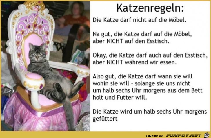 katzenregeln