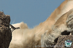 gif Sprung einer Echse gif Sprung einer Echse