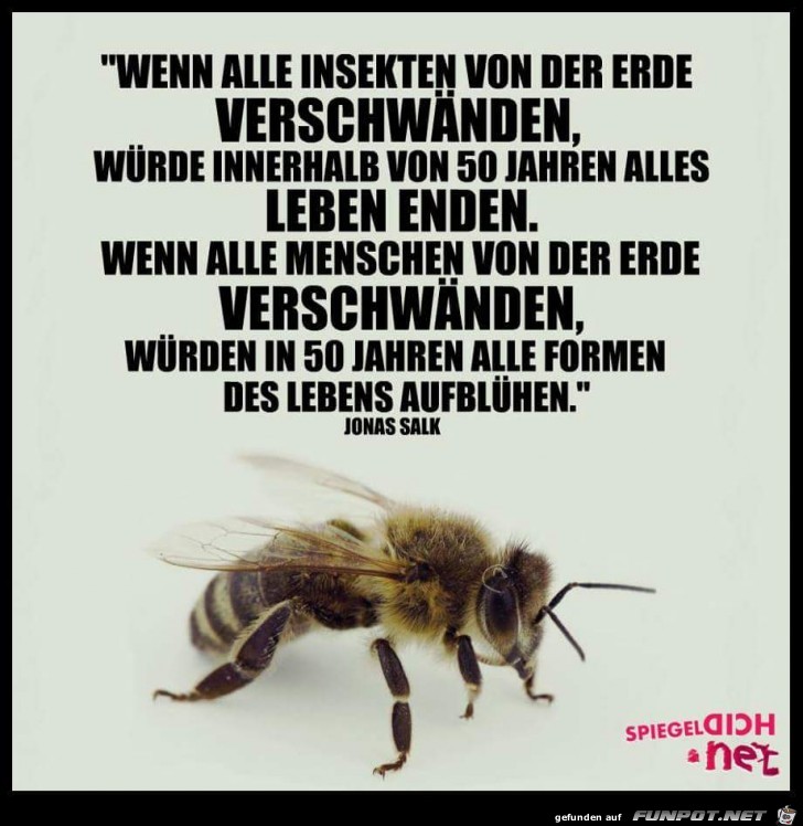 Wenn alle Insekten