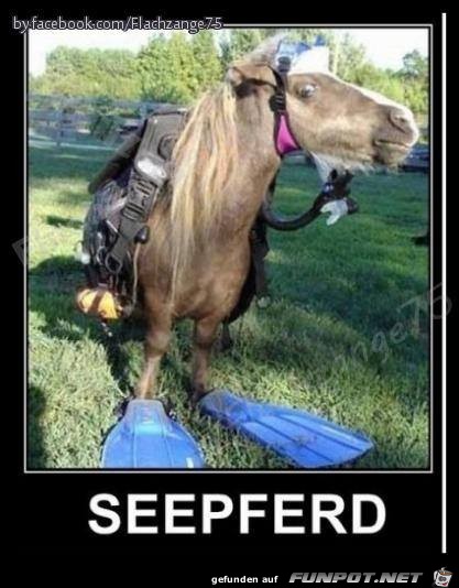 Seepferd