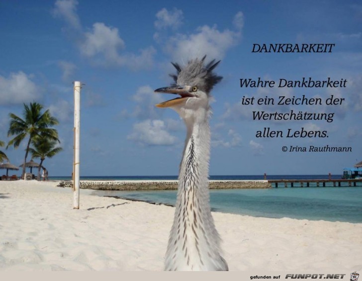 Dankbarkeit Dankbarkeit