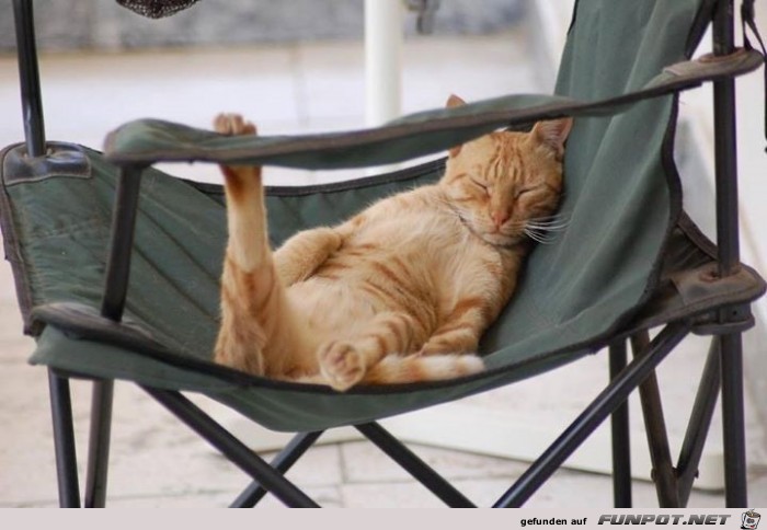 relaxed cat