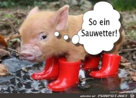 so ein sauwetter 