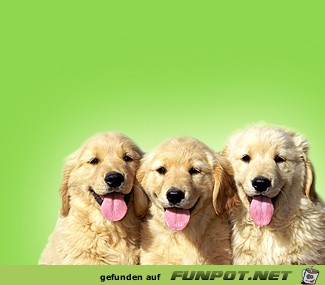 dogs a dogs a
