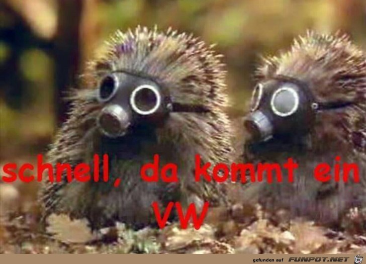 Schnell Schnell
