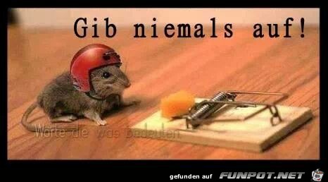 gib niemals auf