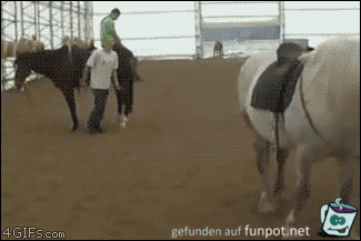 Unfall mit einem Pferd