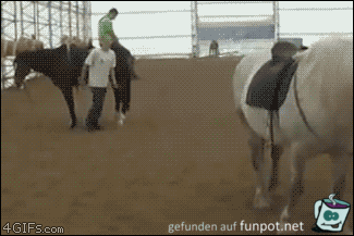 Unfall mit einem Pferd Unfall mit einem Pferd