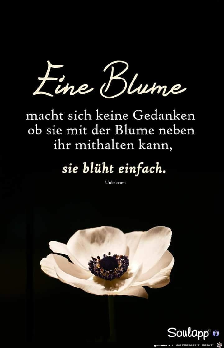 eine blume